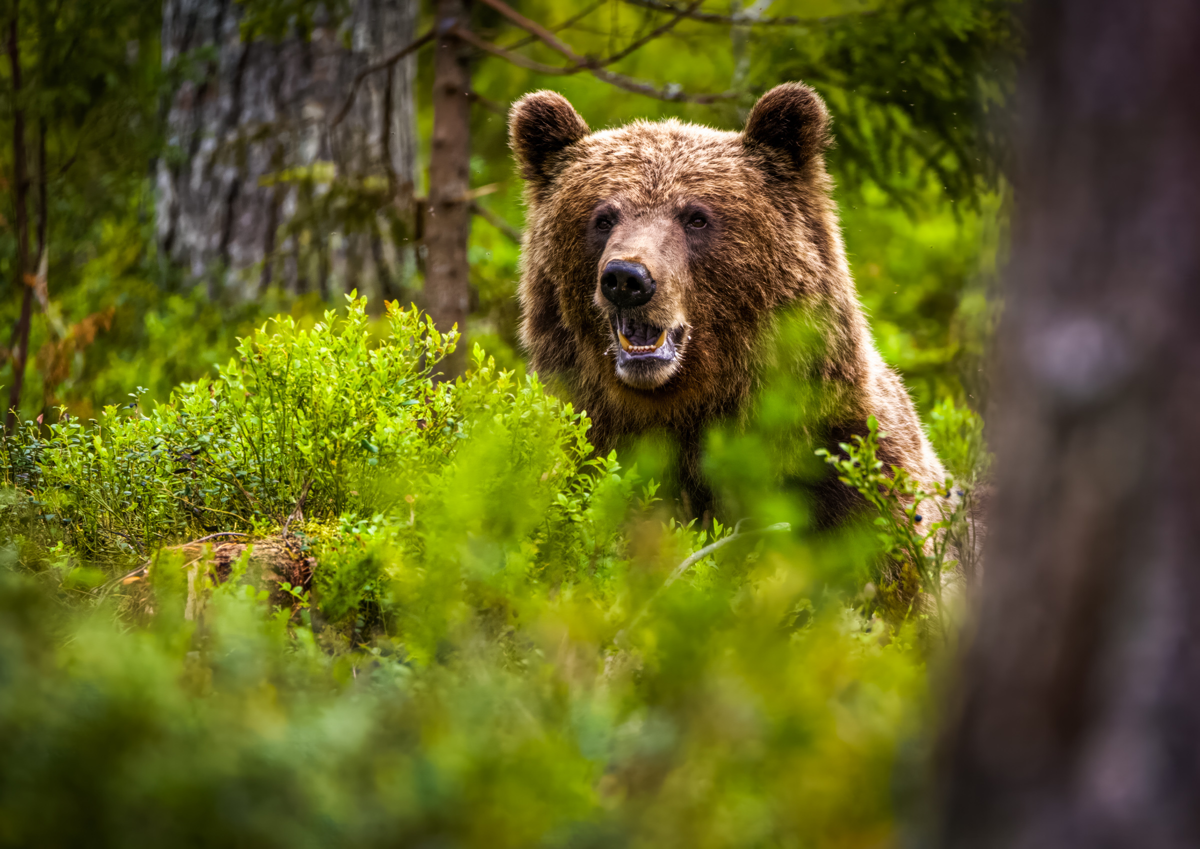 Brown bear