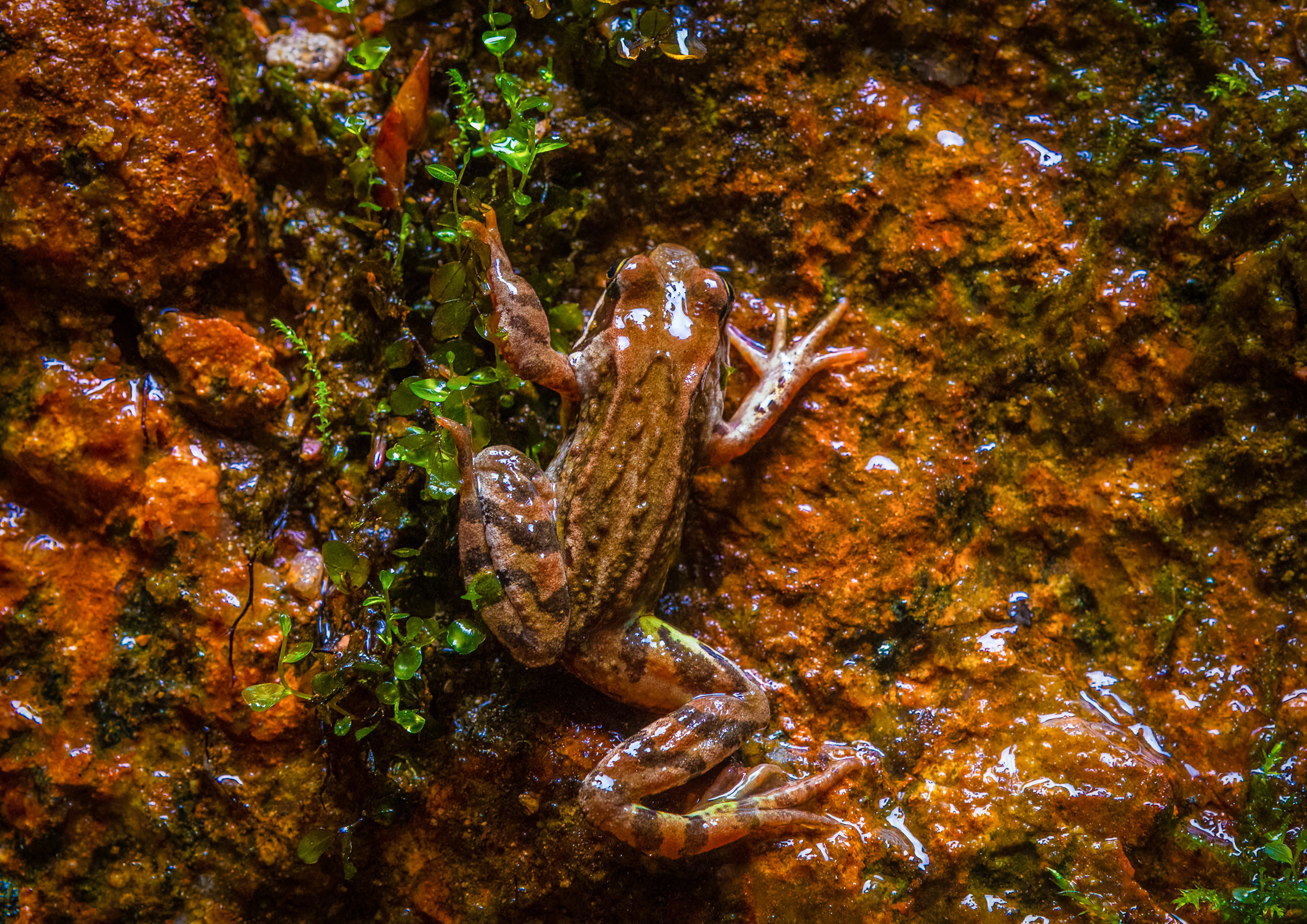 European leaf frog