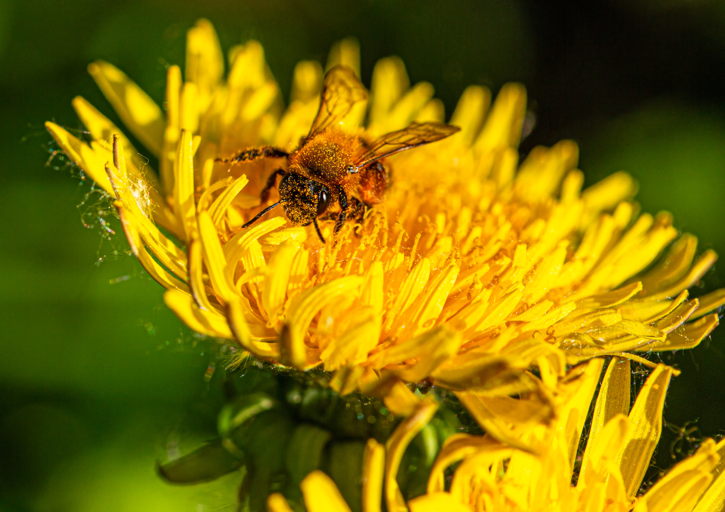 Bumblebee on dandelion