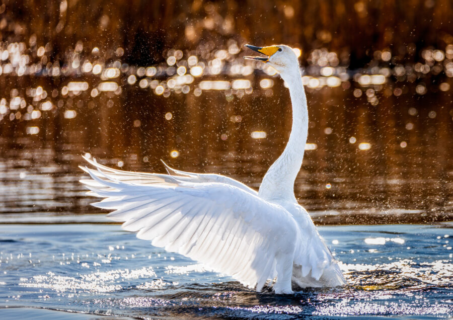Whooper swan