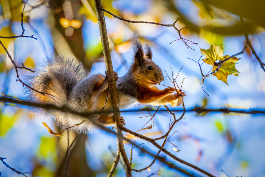 Squirrel