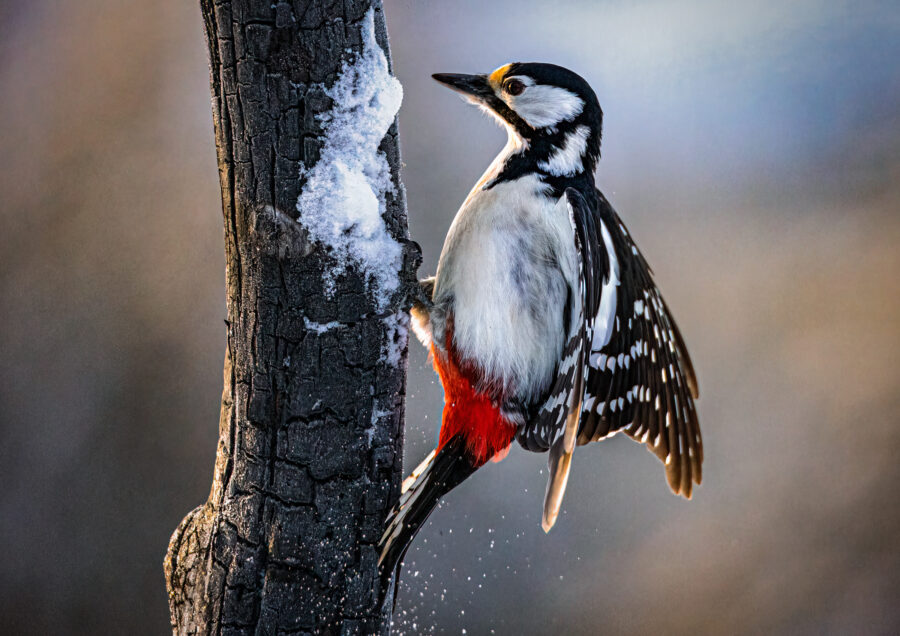Woodpecker