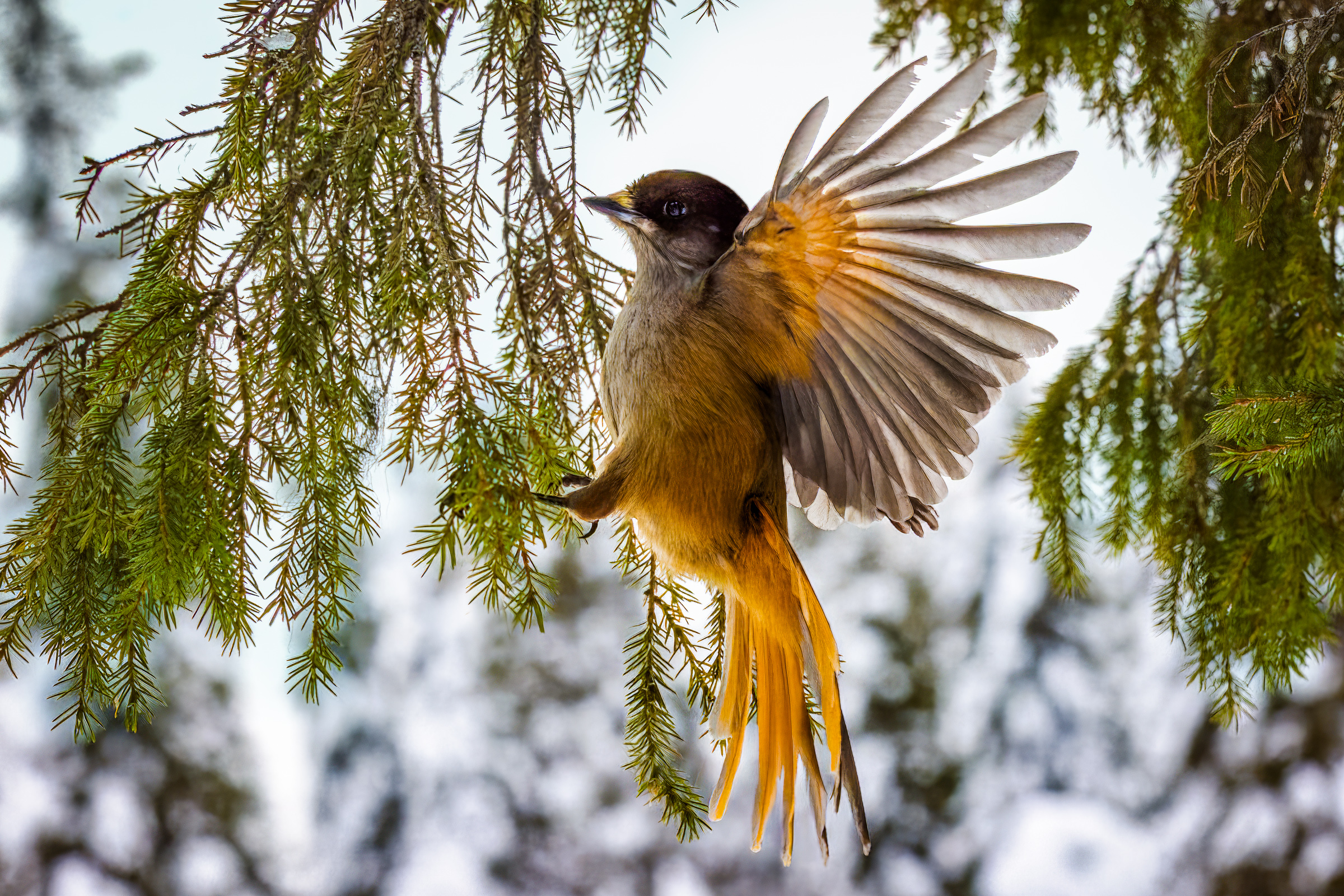 Siberian jay