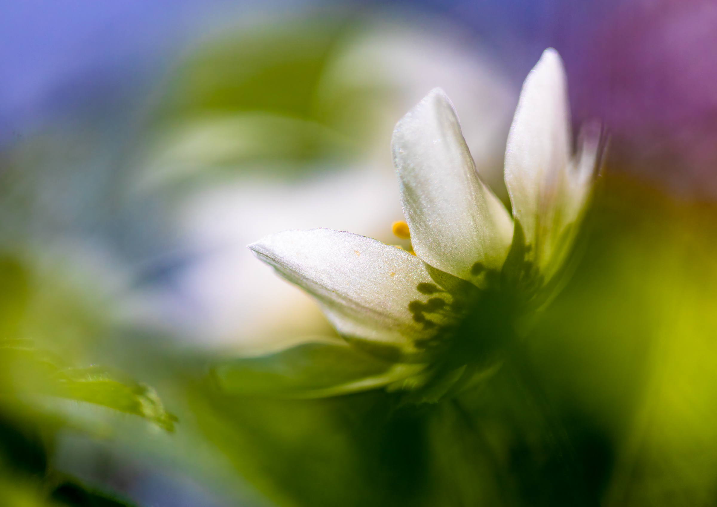 Wood anemone
