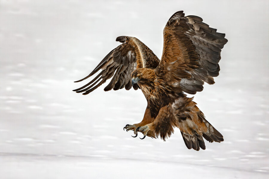 Golden eagle